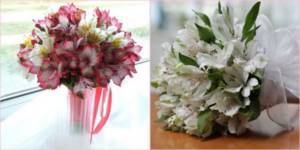 Alstroemeria is suitable for a wedding at the end of June