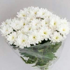 Bouquet of chrysanthemums for birthday