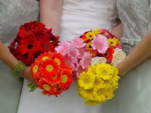 A bride&#39;s bouquet of gerberas can be in one color scheme or combine many colors.