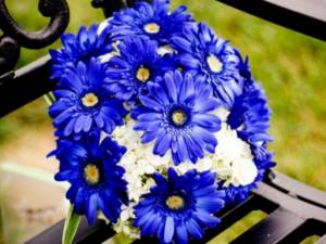 Bouquet of blue gerberas