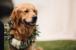 декор свадьбы цветочными гирляндами, цветочный венок для собаки на свадьбу