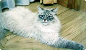 Дорофей, любимый кот Дмитрия Медведева