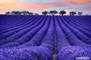 Photo of lavender