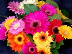 As a rule, gerberas delight with their beauty for a long time