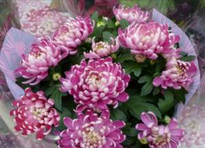 How to collect a bouquet of chrysanthemums?