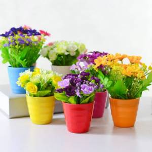 Indoor flowers as a gift
