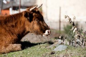 cow on Ossetian farm