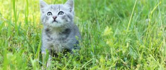 котенок в траве