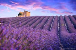 lavender fields in the photo