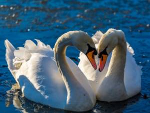 swans on the water
