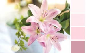 Powder-colored lilies for weddings