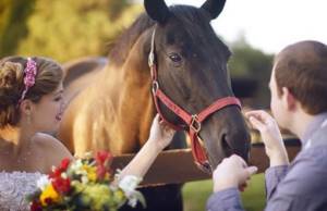 Horses at a wedding