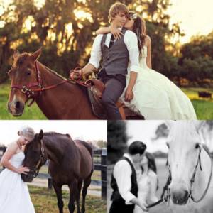 Horses at a wedding photo shoot