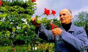 Louis de Funes was fascinated by caring for the luxurious roses from his own garden