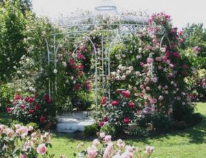 metal outdoor gazebo with blooming roses