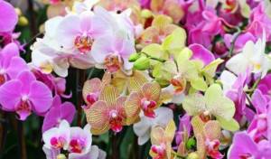 Орхидея: символизм и легенды