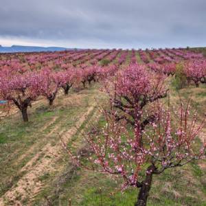 peach orchards