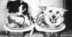 The first dogs in space