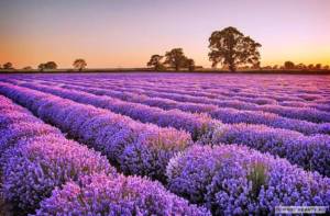 Field of blooming lavenders