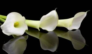 Benefits of calla lilies in composition