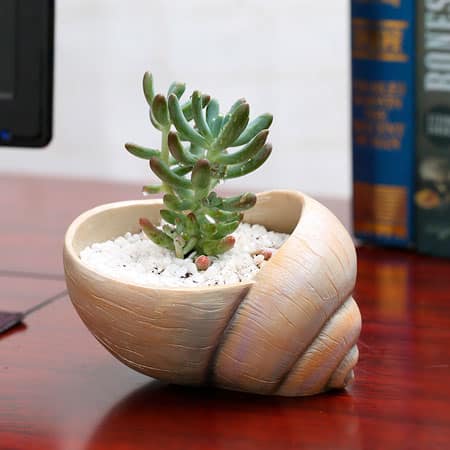 Plant in a pot shaped like a sea shell