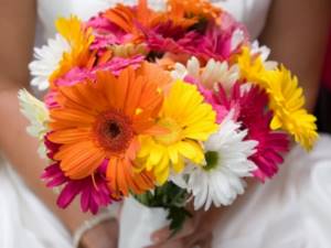 Multi-colored gerberas in the bride&#39;s bouquet