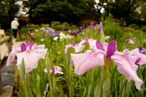 Pink irises