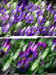 Самые красивые полевые цветы: Анютины глазки (CC0)