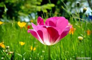 The most beautiful wildflowers: Field tulip