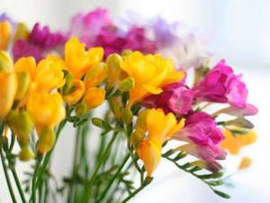 The best way to express your love and respect to your wife on your wedding anniversary is to order freesia flowers.