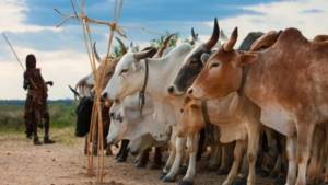 Bride price can be paid in cattle