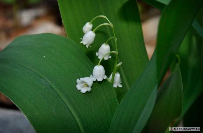 Transcaucasian lily of the valley